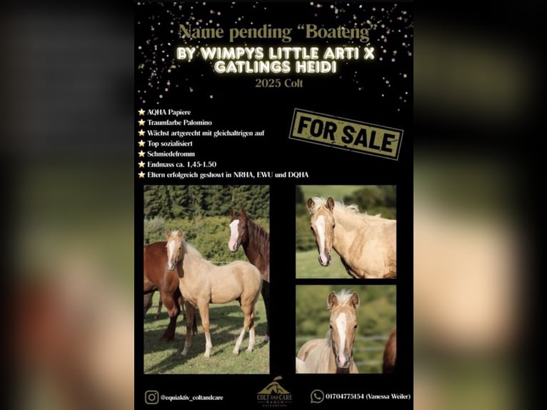 Caballo cuarto de milla Yegua 1 año Palomino in Mehren