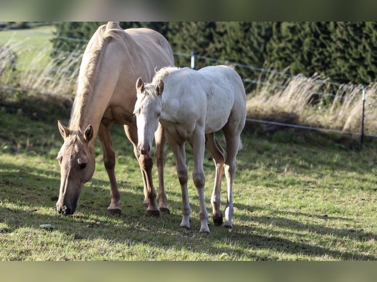 Caballo cuarto de milla Yegua 1 año Palomino in Mehren