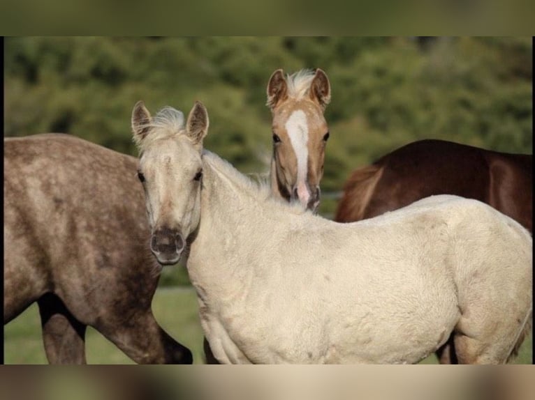 Caballo cuarto de milla Yegua 1 año Palomino in Mehren