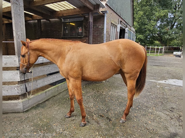 Caballo cuarto de milla Yegua 1 año Red Dun/Cervuno in Wieringerwaard