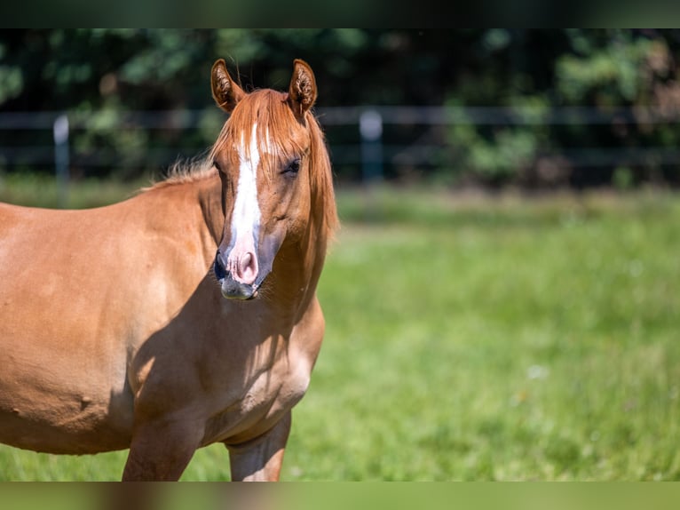 Caballo cuarto de milla Yegua 1 año Red Dun/Cervuno in Eisenpalmsdorf