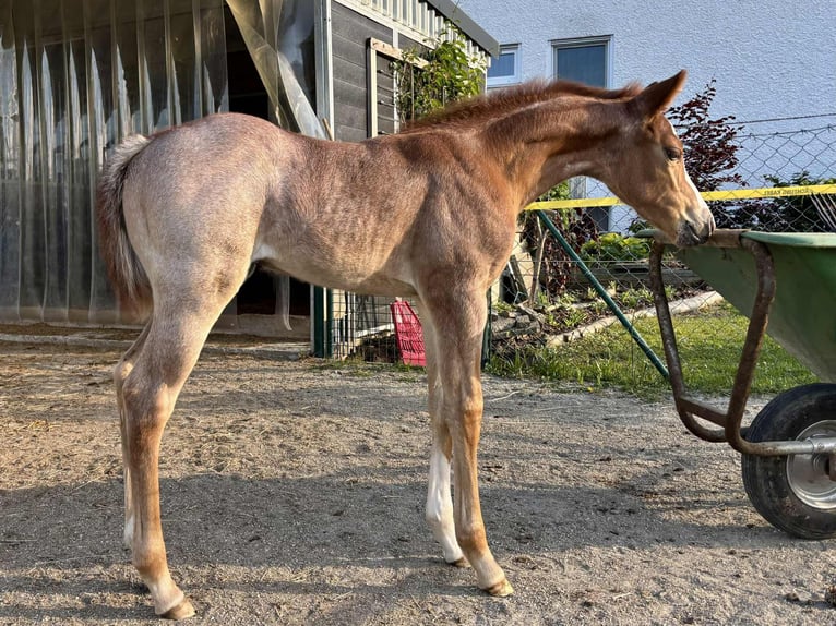 Caballo cuarto de milla Yegua 1 año Ruano alazán in Ascha
