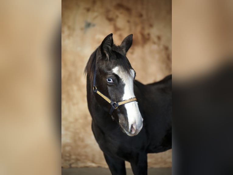 Caballo cuarto de milla Yegua 1 año Tordo in Gowarczów