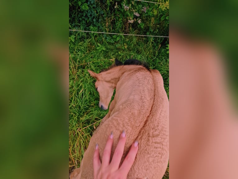 Caballo cuarto de milla Yegua 1 año in Rheinfelden