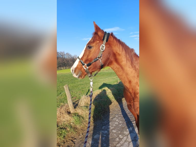 Caballo cuarto de milla Yegua 20 años 150 cm Alazán in Hagen