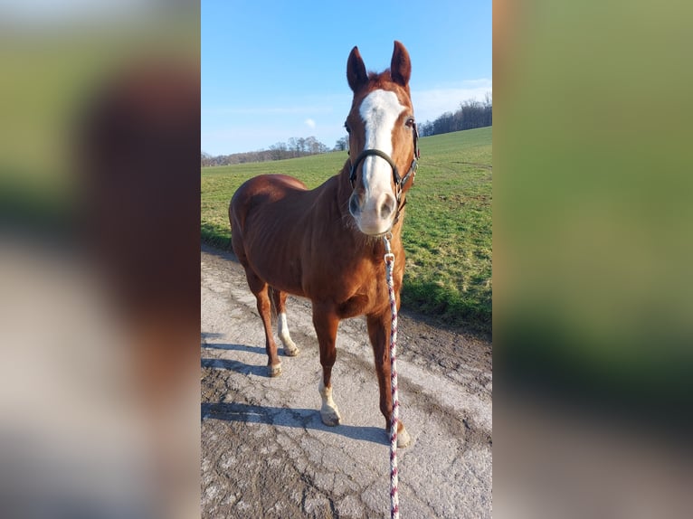 Caballo cuarto de milla Yegua 20 años 150 cm Alazán in Hagen