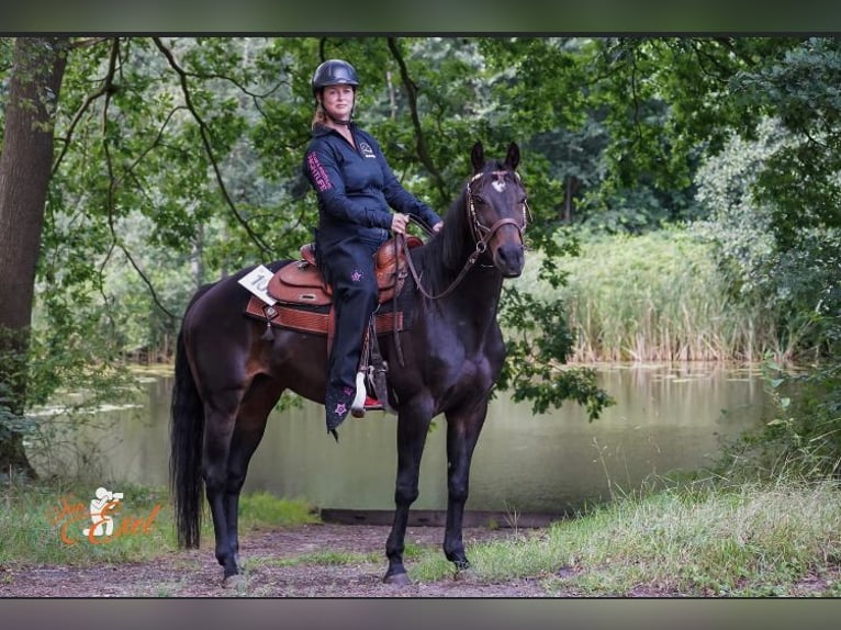 Caballo cuarto de milla Yegua 20 años 150 cm Castaño oscuro in Nieuw Beerta