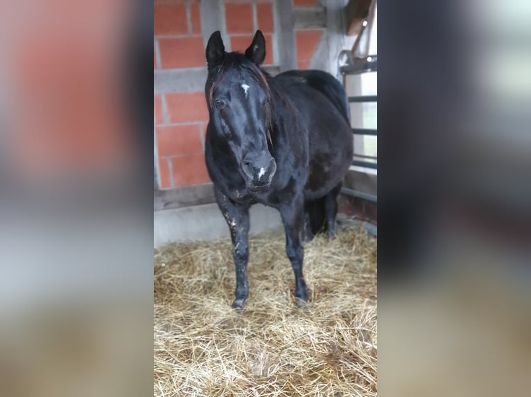 Caballo cuarto de milla Yegua 20 años 150 cm Negro in Mücke
