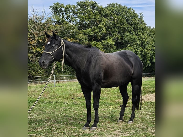 Caballo cuarto de milla Yegua 20 años 154 cm Negro in Luxemburg