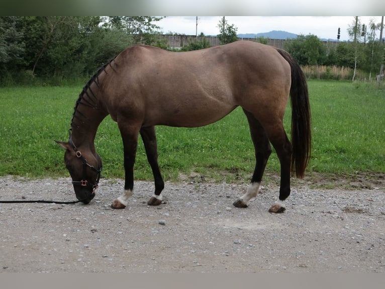 Caballo cuarto de milla Yegua 20 años 155 cm Grullo in Seekirchen