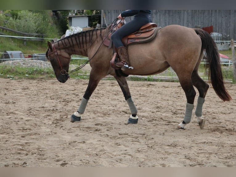 Caballo cuarto de milla Yegua 20 años 155 cm Grullo in Seekirchen