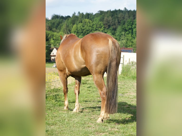 Caballo cuarto de milla Yegua 20 años Alazán in Deutschlandsberg