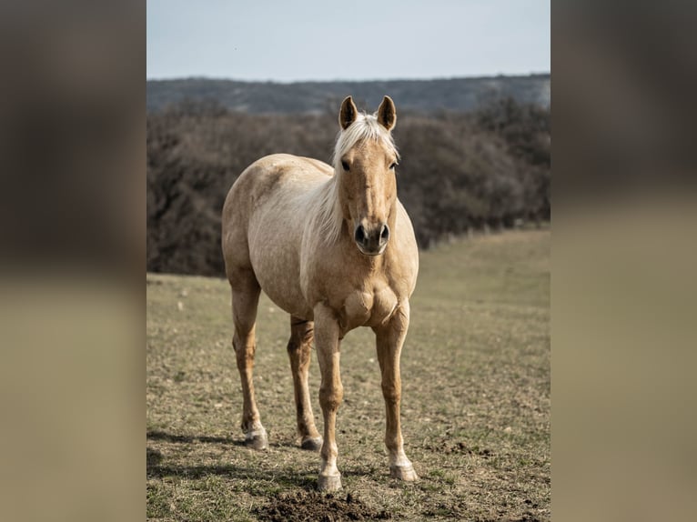 Caballo cuarto de milla Yegua 20 años Palomino in CSókakő