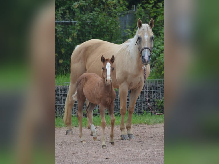 Caballo cuarto de milla Yegua 21 años 150 cm Palomino in Nohfelden