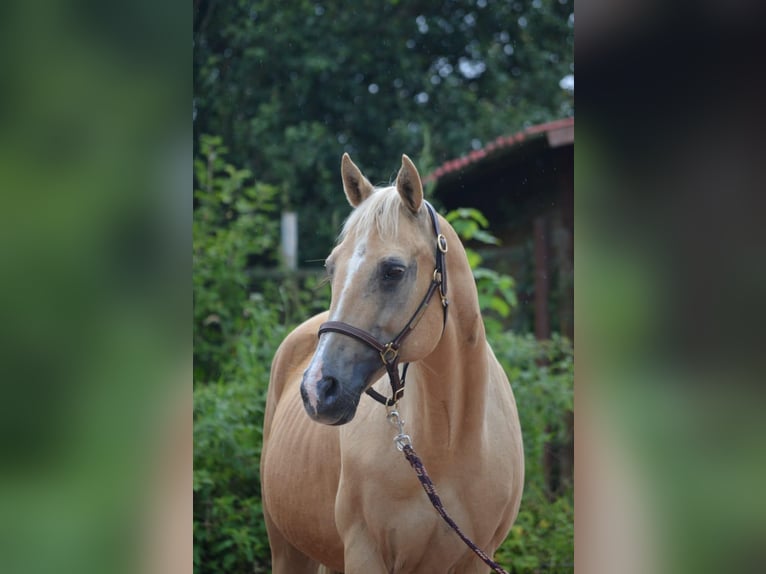 Caballo cuarto de milla Yegua 21 años 150 cm Palomino in Nohfelden