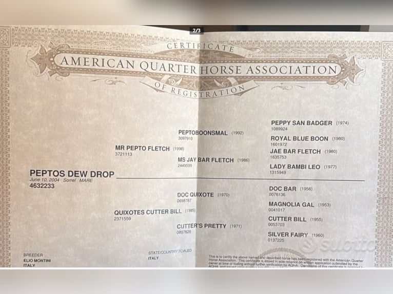 Caballo cuarto de milla Yegua 22 años 155 cm Alazán in stigliano