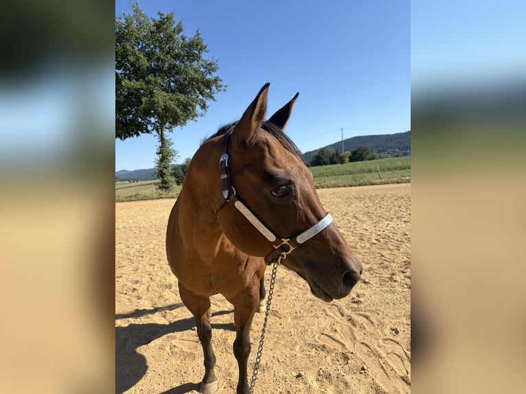 Caballo cuarto de milla Yegua 22 años 155 cm Bayo in Arnbruck