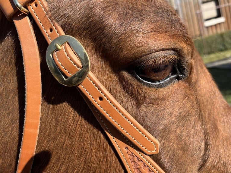 Caballo cuarto de milla Yegua 22 años Alazán rojizo in Rastatt