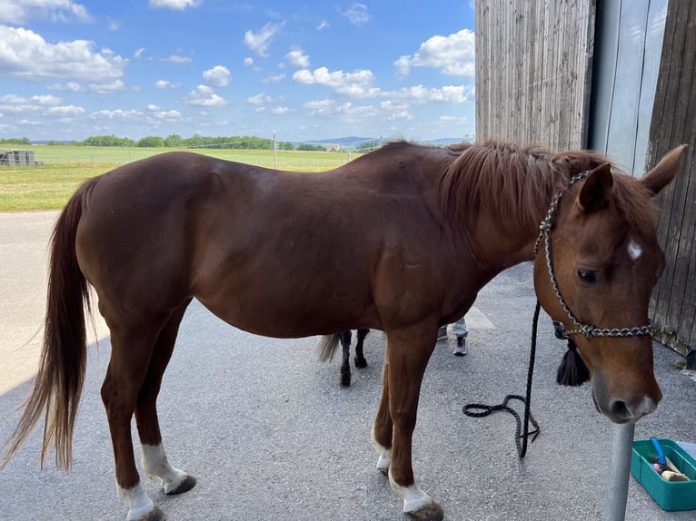 Caballo cuarto de milla Yegua 22 años Alazán rojizo in Rastatt