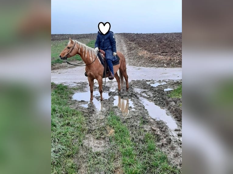 Caballo cuarto de milla Yegua 23 años 145 cm Palomino in Ilsfeld