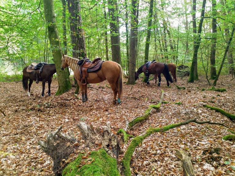 Caballo cuarto de milla Yegua 23 años 145 cm Palomino in Ilsfeld