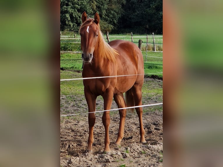 Caballo cuarto de milla Mestizo Yegua 2 años 140 cm Alazán in Rietberg