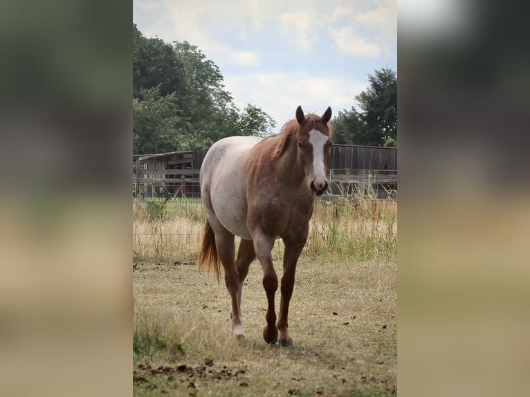 Caballo cuarto de milla Yegua 2 años 140 cm Ruano alazán in Falkensee