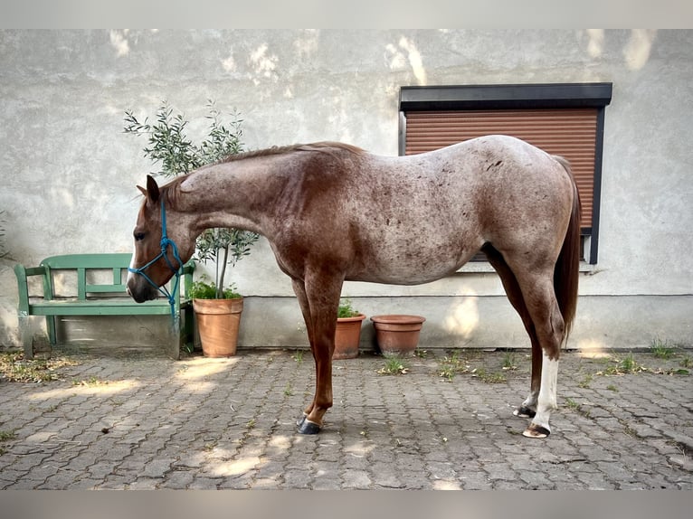 Caballo cuarto de milla Yegua 2 años 140 cm Ruano alazán in Falkensee