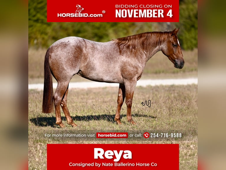 Caballo cuarto de milla Yegua 2 años 140 cm Ruano alazán in Waco, TX