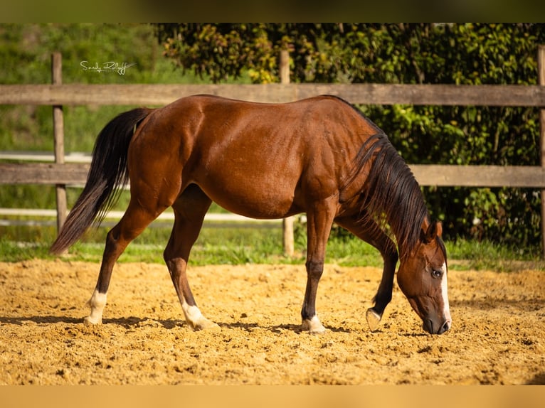Caballo cuarto de milla Yegua 2 años 142 cm Castaño in Waldshut-Tiengen