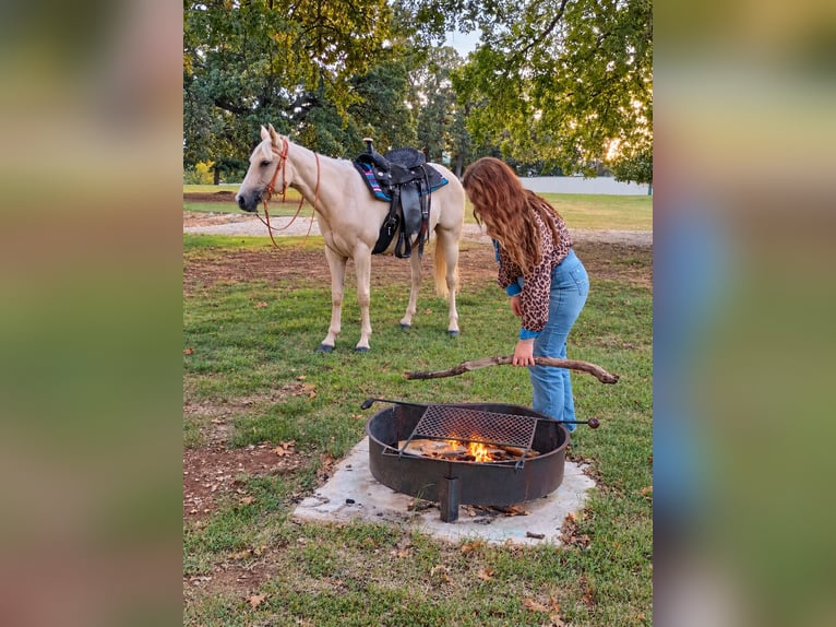 Caballo cuarto de milla Yegua 2 años 142 cm Palomino in Stillwater