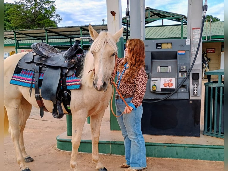 Caballo cuarto de milla Yegua 2 años 142 cm Palomino in Stillwater
