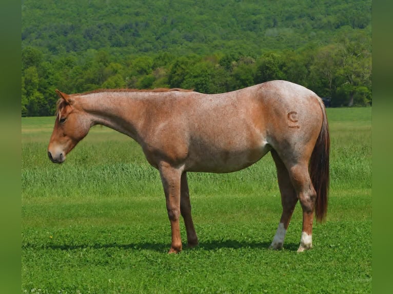 Caballo cuarto de milla Yegua 2 años 142 cm Ruano alazán in Hustontown