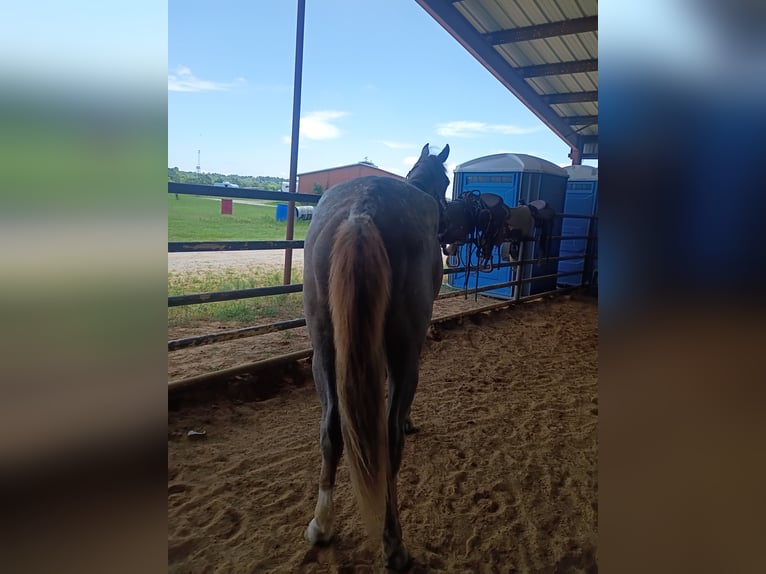 Caballo cuarto de milla Yegua 2 años 142 cm Ruano alazán in Gladewater