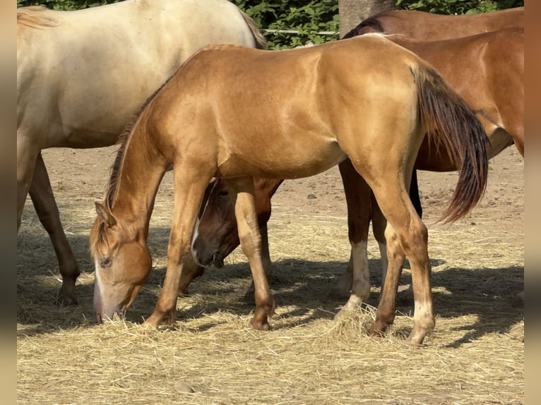 Caballo cuarto de milla Yegua 2 años 143 cm Champán in Waldshut-Tiengen