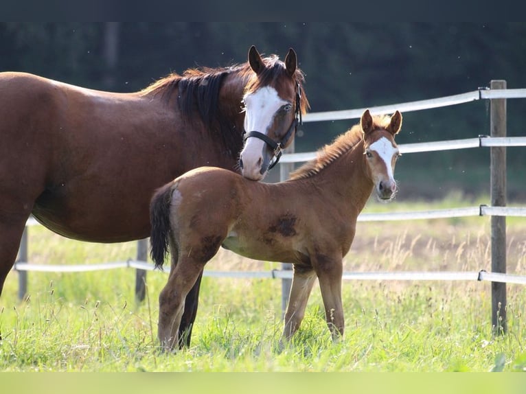 Caballo cuarto de milla Yegua 2 años 143 cm Champán in Waldshut-Tiengen