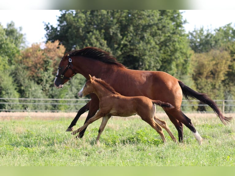 Caballo cuarto de milla Yegua 2 años 143 cm Champán in Waldshut-Tiengen