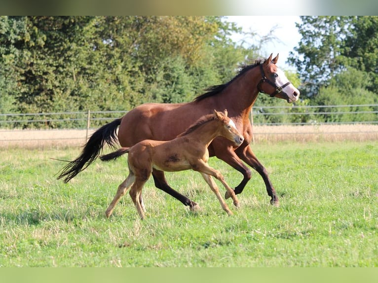 Caballo cuarto de milla Yegua 2 años 143 cm Champán in Waldshut-Tiengen