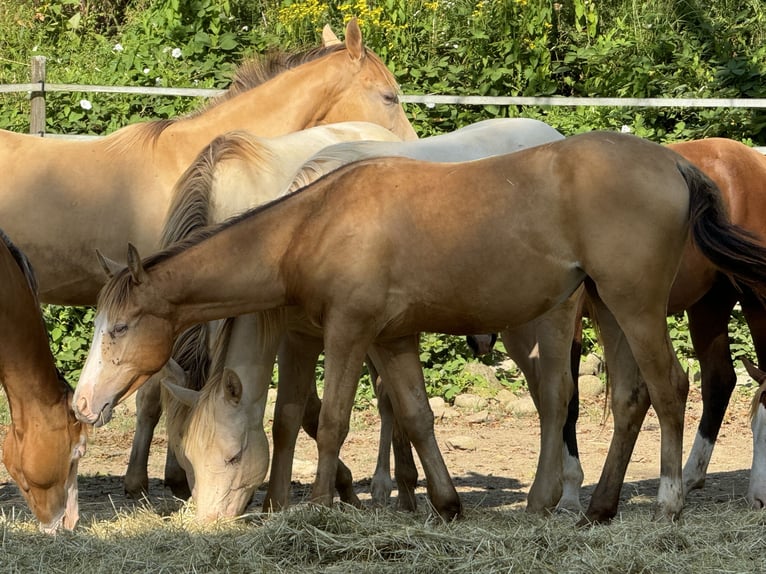 Caballo cuarto de milla Yegua 2 años 143 cm Champán in Waldshut-Tiengen