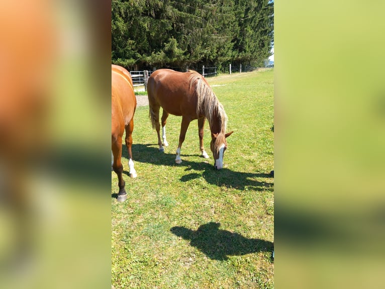 Caballo cuarto de milla Mestizo Yegua 2 años 145 cm Alazán in Böheimschlag