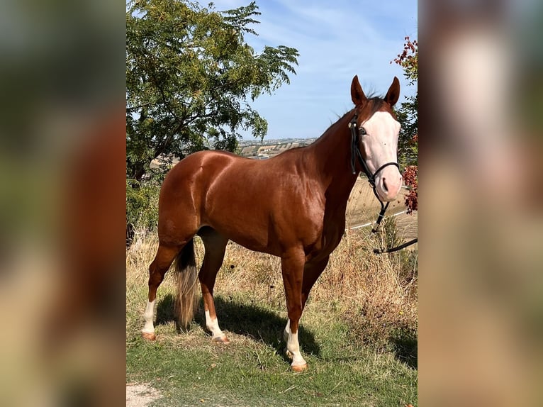 Caballo cuarto de milla Yegua 2 años 145 cm Alazán rojizo in Fontanelle
