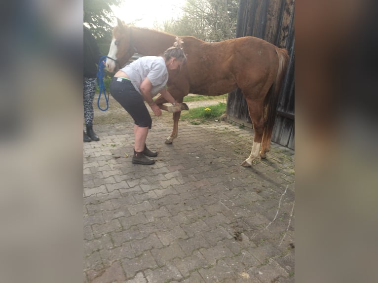 Caballo cuarto de milla Yegua 2 años 145 cm Alazán-tostado in Apfeldorf