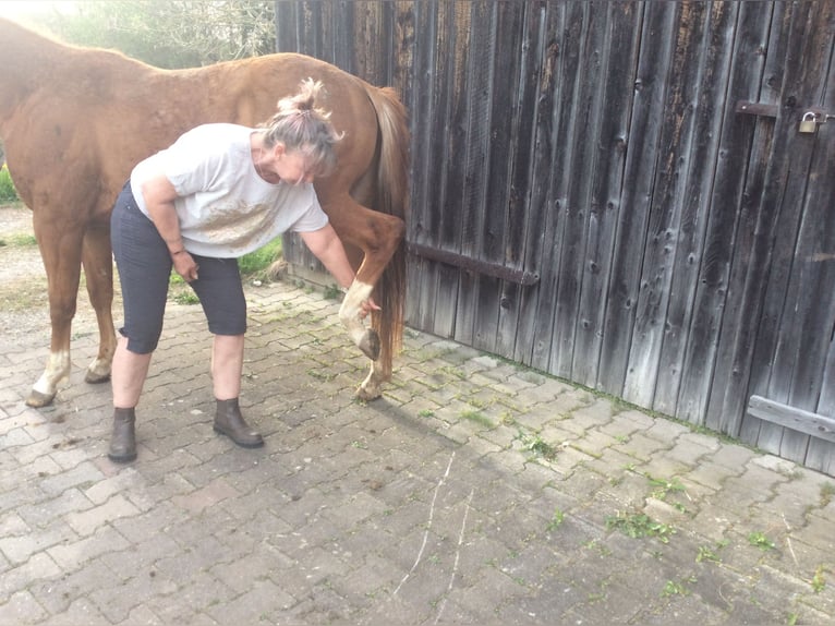 Caballo cuarto de milla Yegua 2 años 145 cm Alazán-tostado in Apfeldorf