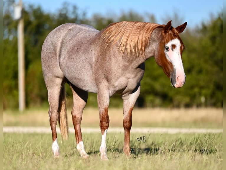 Caballo cuarto de milla Yegua 2 años 145 cm Ruano alazán in Waco, TX