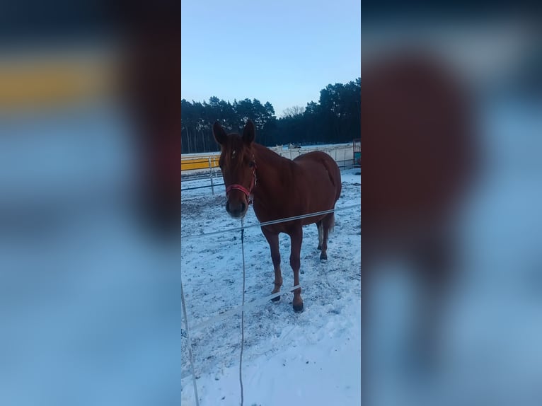 Caballo cuarto de milla Yegua 2 años 146 cm Alazán in Branno