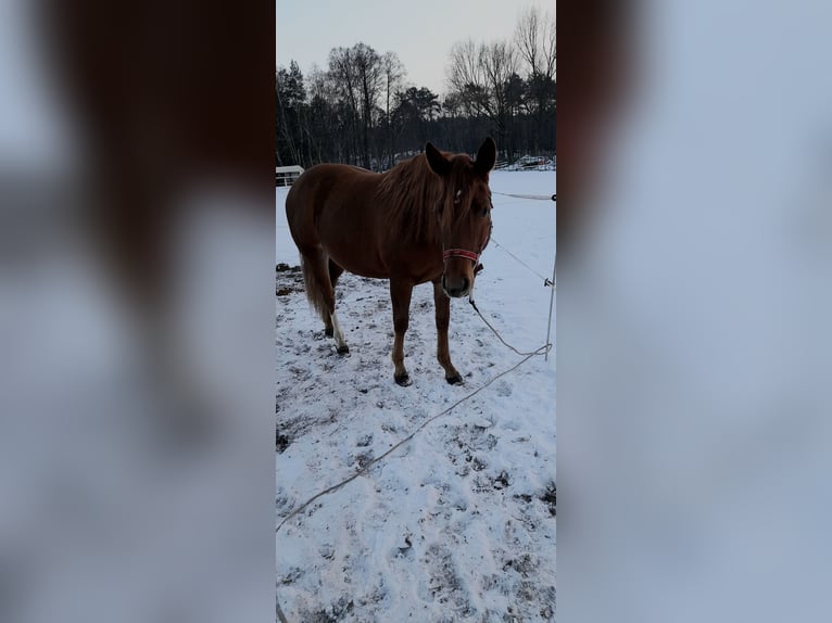 Caballo cuarto de milla Yegua 2 años 146 cm Alazán in Branno