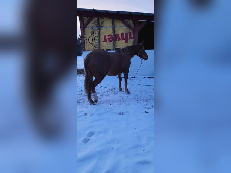 Caballo cuarto de milla Yegua 2 años 146 cm Alazán in Branno