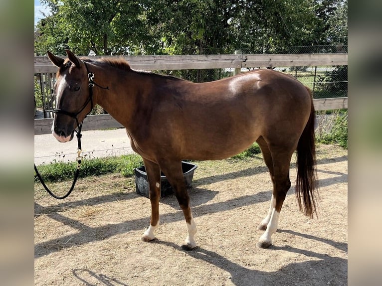 Caballo cuarto de milla Yegua 2 años 146 cm Alazán-tostado in Rottweil