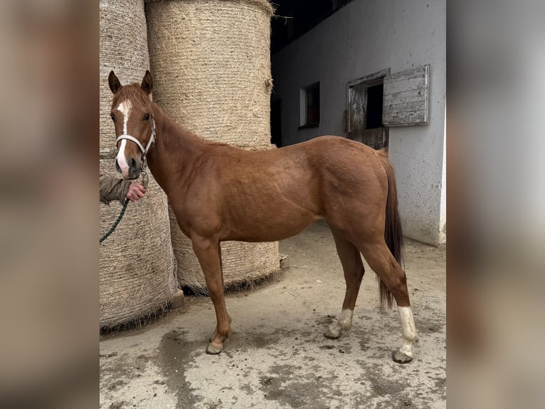 Caballo cuarto de milla Yegua 2 años 147 cm Alazán in Hitzendorf