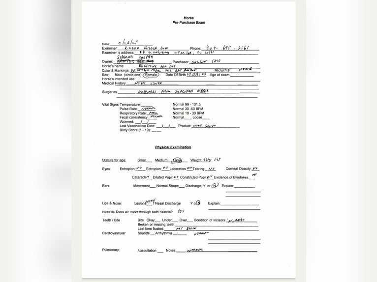 Caballo cuarto de milla Yegua 2 años 147 cm Castaño-ruano in Princeville